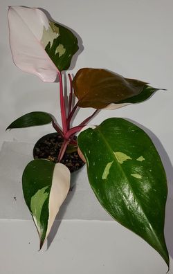 #10 Pink Princess Philodendron, Philodendron erubescens 'Pink Princess' #10